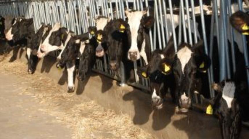 Hayvancılık sekt&ouml;r&uuml; rotasını Bosna Hersek'e &ccedil;evirdi