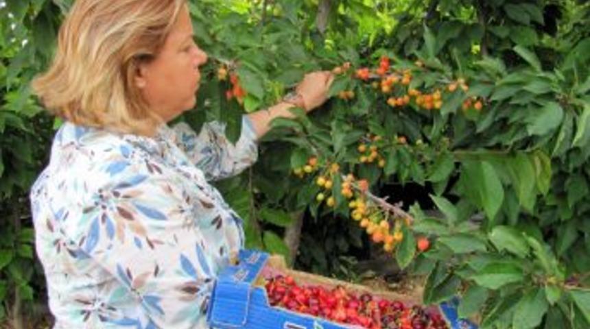 G&ouml;kbuket&rsquo;de ilk kiraz hasadına başlandı