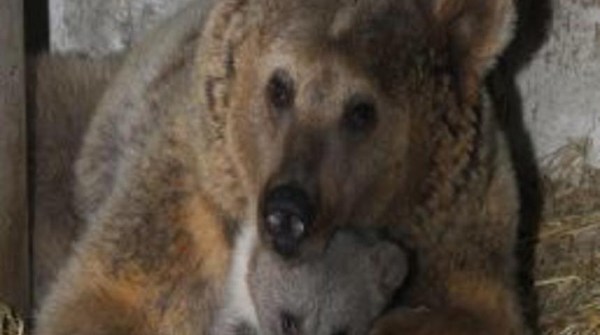 Yavru ayının adı 'Duman' oldu