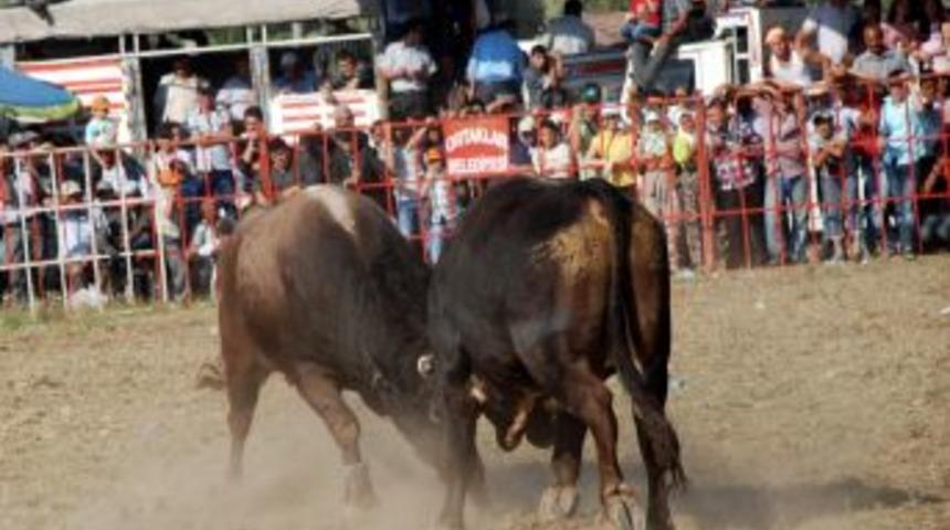 Boğalar Cami Yararına Arenaya &Ccedil;ıktı
