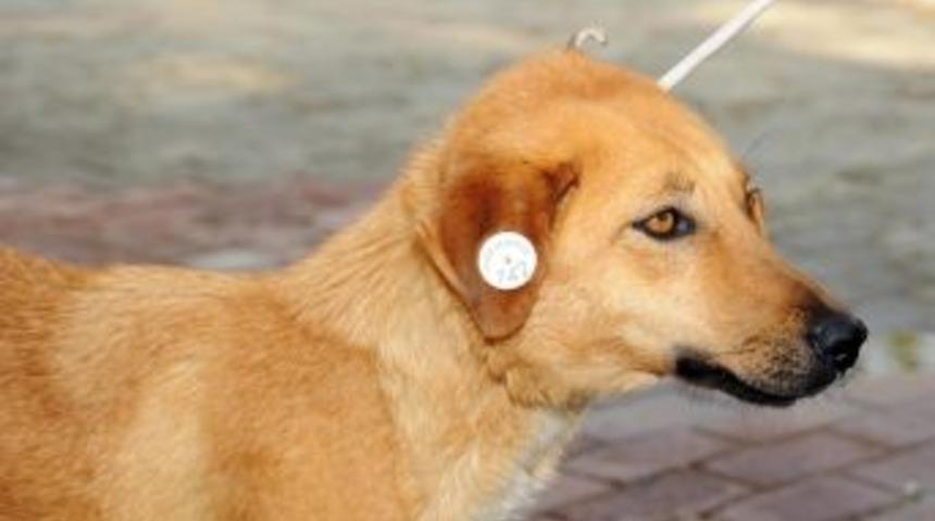 Aydın Belediyesi Sokak hayvanlarını kısırlaştırma aşılama yapıyor