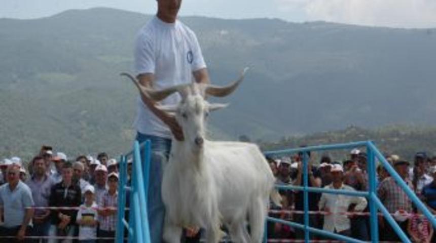 Bu Defa Ke&ccedil;iler Ve &Ccedil;obanlar Yarıştı