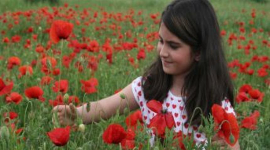 Yazın habercisi gelincikler tarlaları kırmızıya b&uuml;r&uuml;d&uuml;