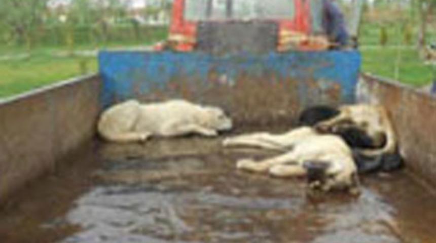 K&ouml;pek katliamı iddiası