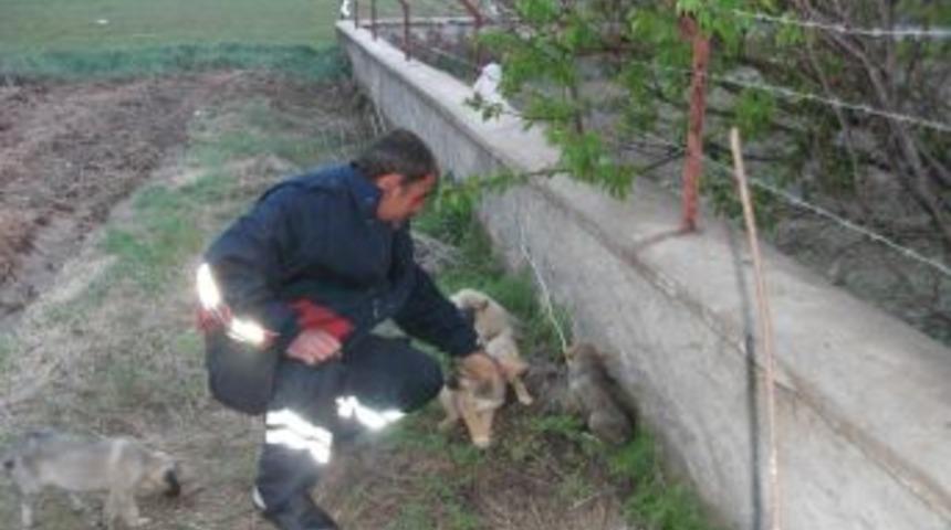 İtfaiyeden k&ouml;pek ve kaplumbağa kurtarma operasyonu