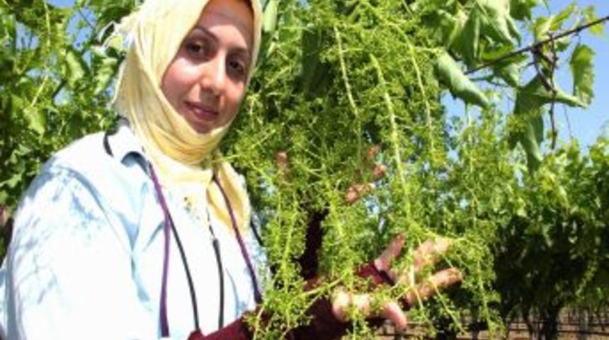 Sarıg&ouml;l'de Dev &Uuml;z&uuml;m Salkımları G&ouml;r&uuml;c&uuml;ye &Ccedil;ıktı