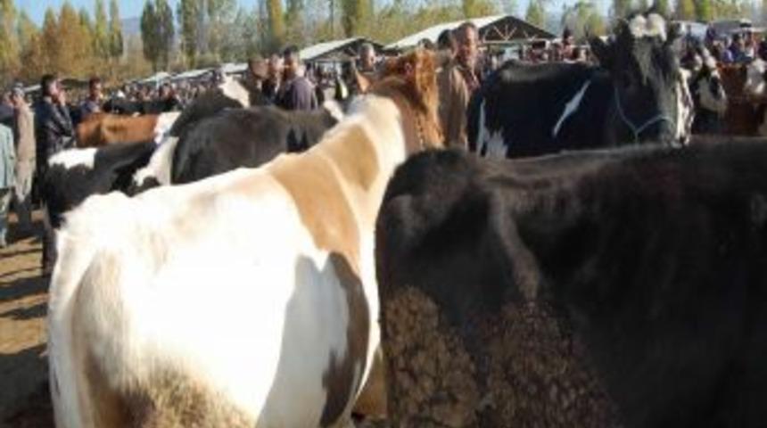 Simav'da Şap Karantinası