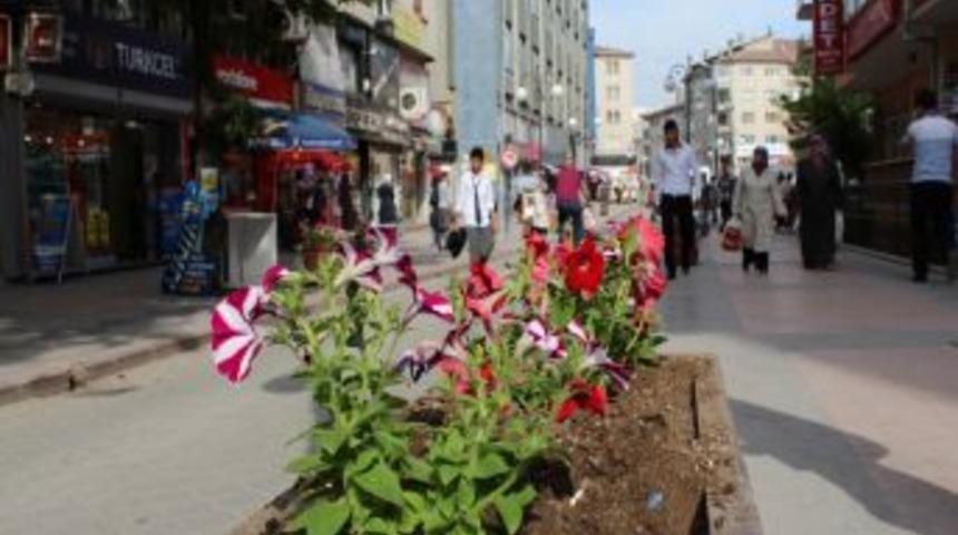 &Ccedil;ankırı petunyalarla rengarenk