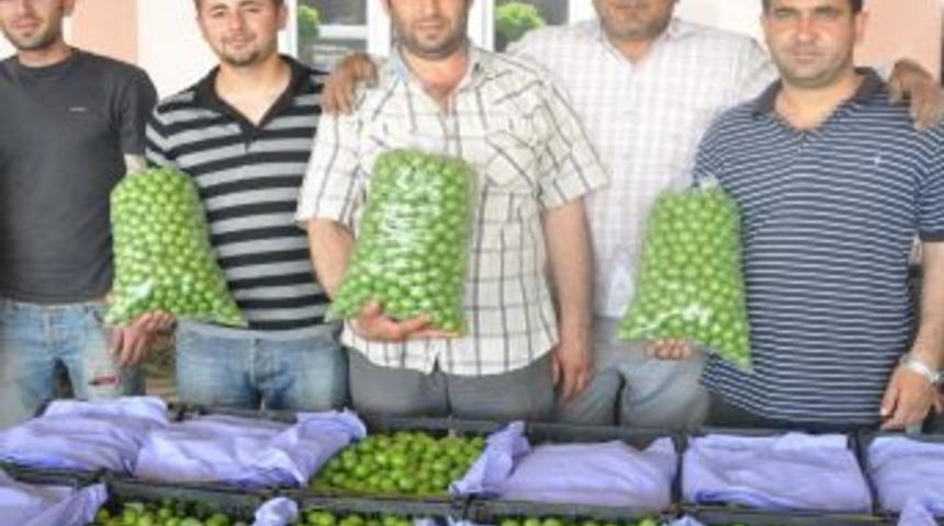 Turgutlu'nun Meşhur Dumanlı Papaz Eriği Hal'de