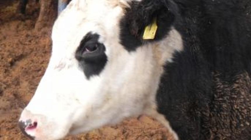 200 bin hayali hayvan &uuml;zerinden 10 milyon liralık vurgun iddiası