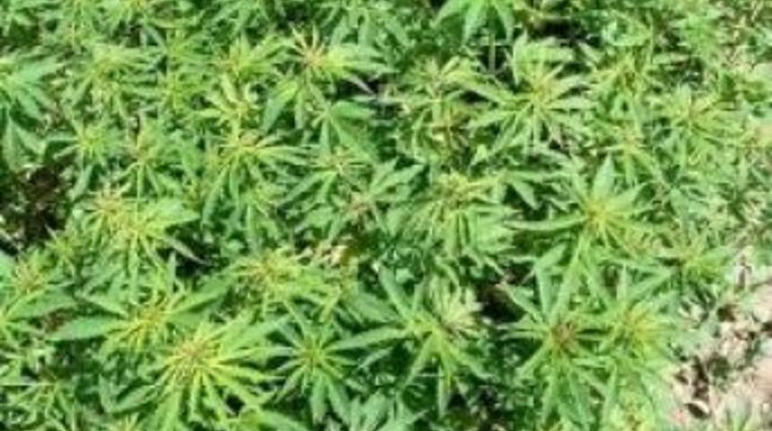 Jandarma ekipleri hint keneviri yakaladı