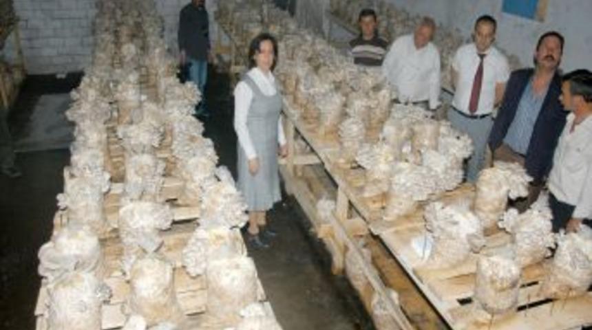 Beyaz Altın 'kayın Mantarı'