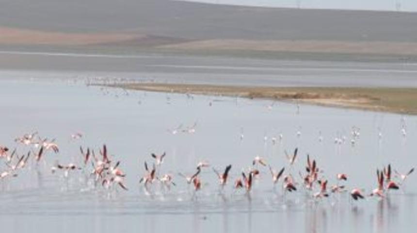 Allı turnaların meskeni D&uuml;den G&ouml;l&uuml;, kuruma tehlikesiyle karşı karşıya