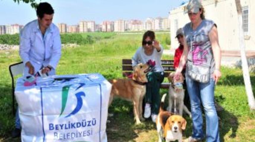 Beylikd&uuml;z&uuml;'nde K&ouml;peklere Mikro&ccedil;ip Takılıyor