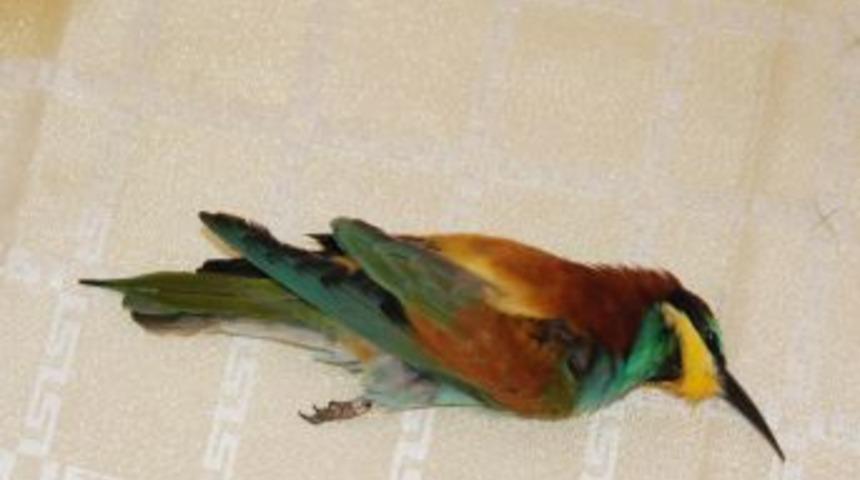 Arı kuşunun ayağında &lsquo;İsrail Tel Aviv&rsquo; yazılı demir halka buldular