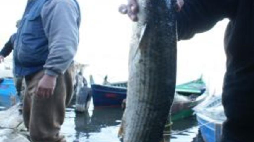 U &Uuml;r&uuml;nleri &Uuml;retimi Desteklemesine 500 Ton Sınırı Getirildi