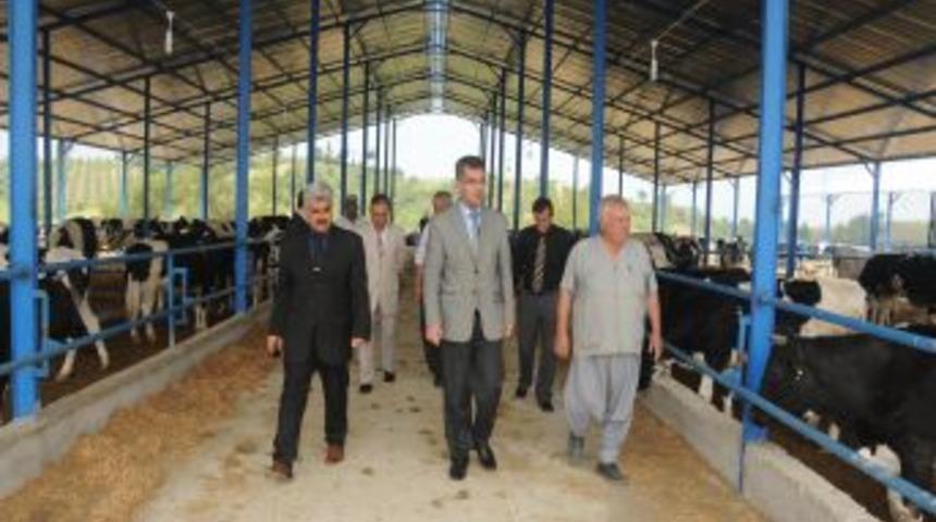 Adana'da son 10 yılda b&uuml;y&uuml;kbaş hayvan varlığı 140 binden 204 bine y&uuml;kseldi