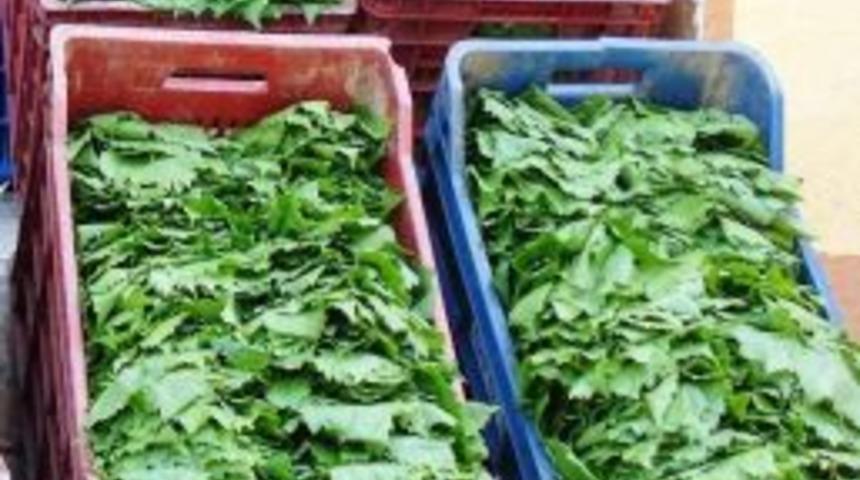 Sarıg&ouml;l'den Taze Bağ Yaprağı İhra&ccedil; Ediliyor