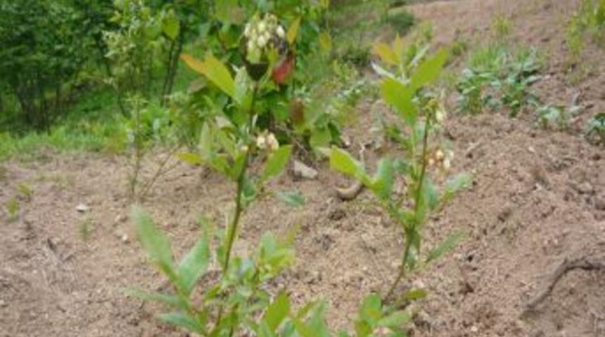 Ereğli'de yaban mersini yetiştiriciliği yaygınlaştırılacak