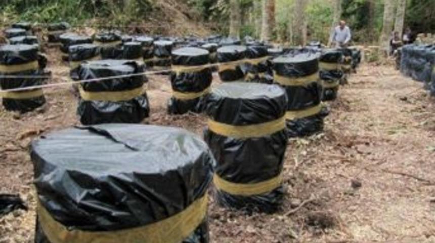 Bozkurt'ta Mantar Ormanı Oluşturuldu