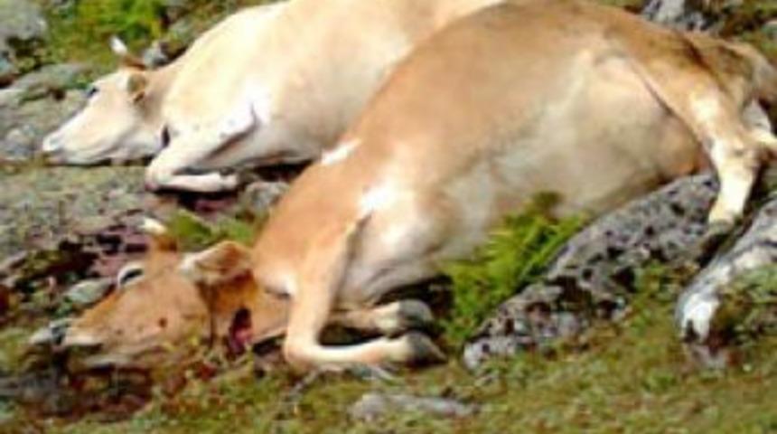 Yaylada yıldırım dehşeti