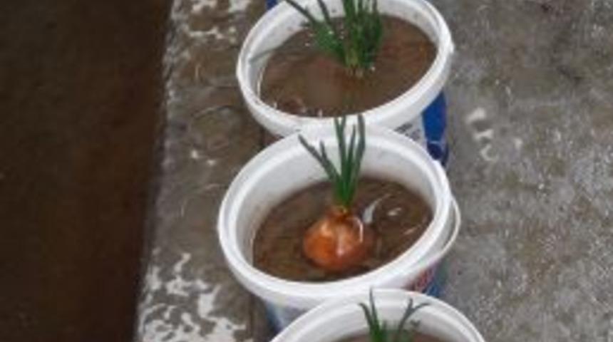 Saksılarda Soğan Yetiştiriyor