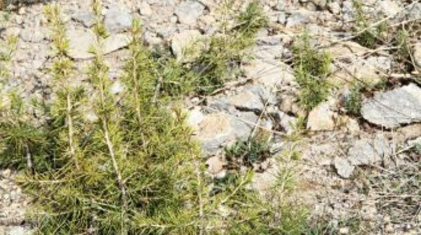 Erciyes&rsquo;e atılan sedir tohumlarının filizleri 30 santimetreye ulaştı