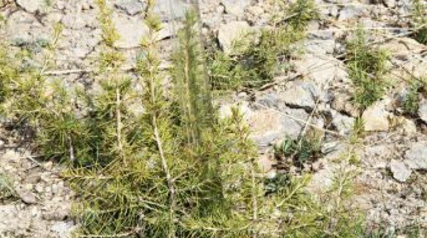 Sedir Tohumu Dağlara Atılıyor, Kayseri Z&uuml;mr&uuml;t Yeşiline Bezeniyor