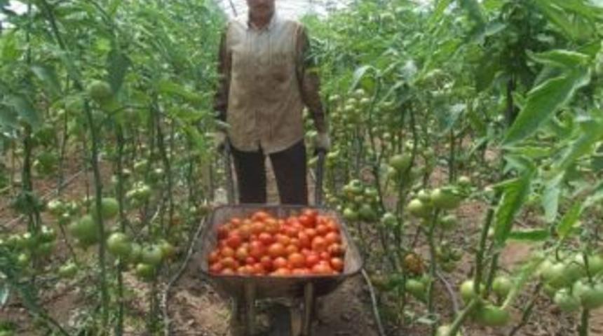 Domates tavan yaptı...