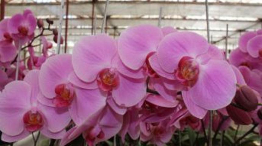 Orkideler anneler i&ccedil;in hazırlandı