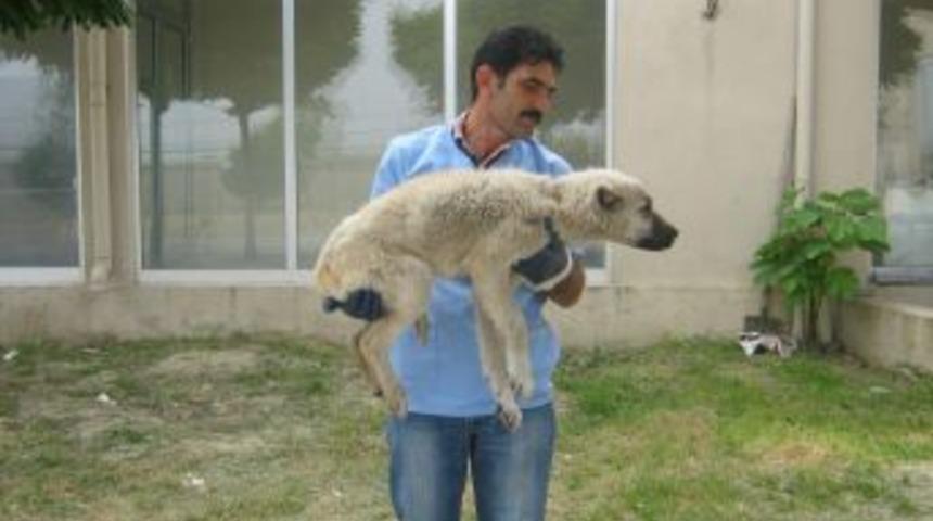 Yaralı K&ouml;pek Tedavi Altına Alındı