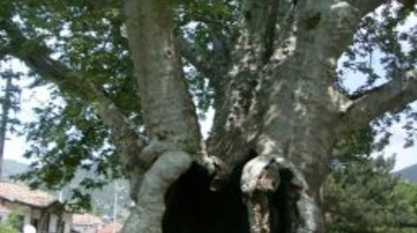 Akıncılarının fetih nişanesi olarak diktiği 7 asırlık &ccedil;ınar, hayat bulacak