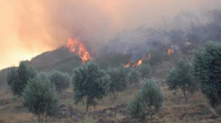 Karacasu'da Koru Ormanı Yangını