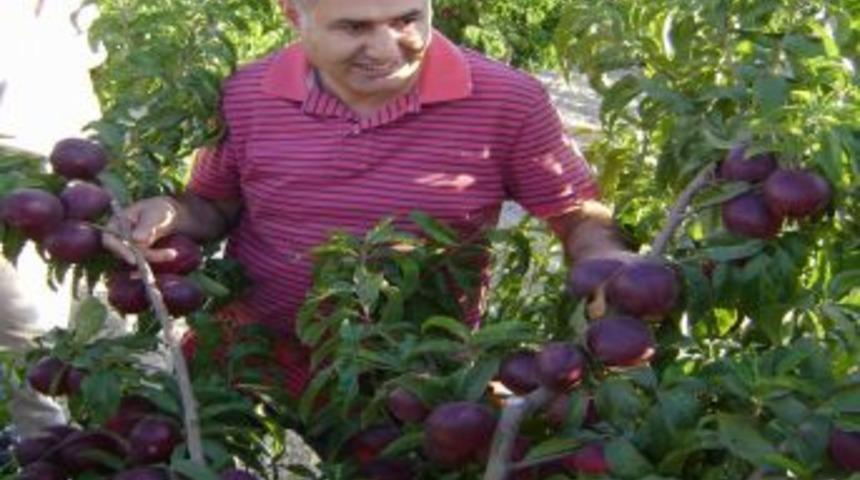 Niğde, Avrupa Ve T&uuml;rkiye'nin Elma Deposu Olmak İ&ccedil;in Yatırımcıyı Bekliyor