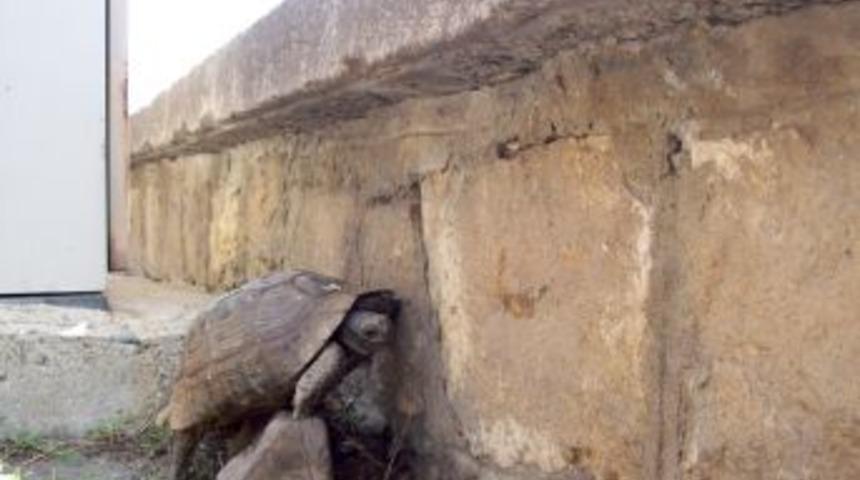 Divriği Ulucami'nin ağır misafiri