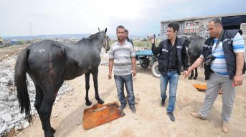 Atları diri diri yaktılar