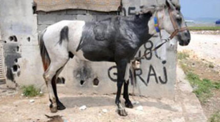 Atları diri diri yakmaya kalkıştılar