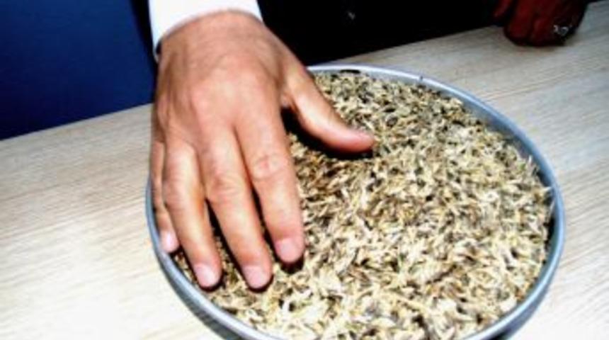 Yılın ilk mahsul&uuml; arpa &ccedil;ift&ccedil;ilerin y&uuml;z&uuml;n&uuml; g&uuml;ld&uuml;rd&uuml;