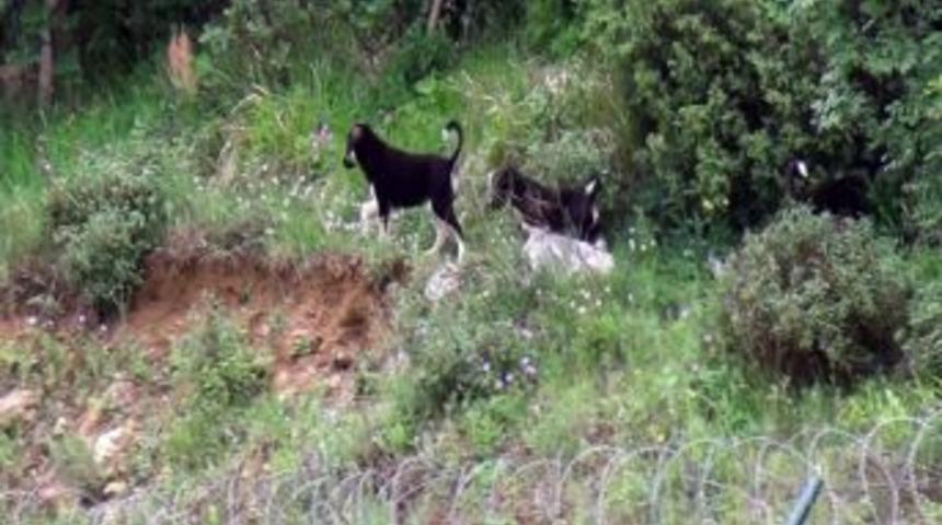 Sokak K&ouml;peği Dehşet Sa&ccedil;tı