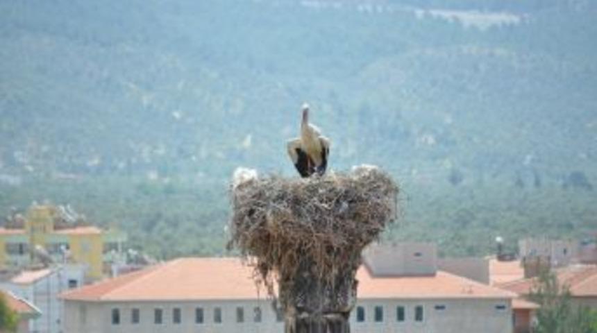 Kral Mezarının Değişmez Bek&ccedil;ileri