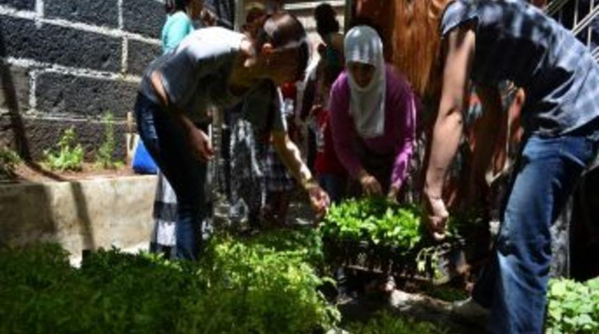 Sebzeler Artık Evde Yetişecek