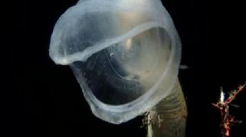 D&uuml;nyanın en şaşırtıcı 7 deniz canlısı