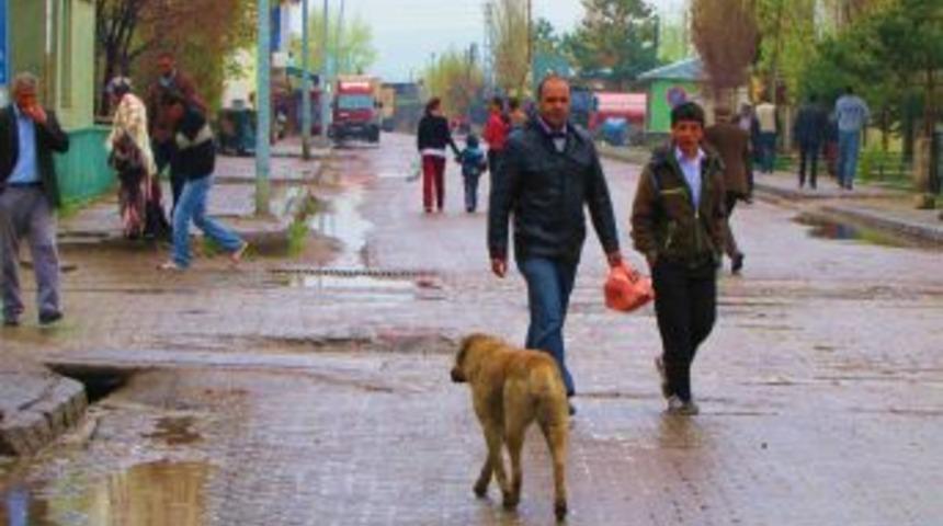 Selim'de Sokak Köpekleri Esnafın Korkulu Rüyası Oldu