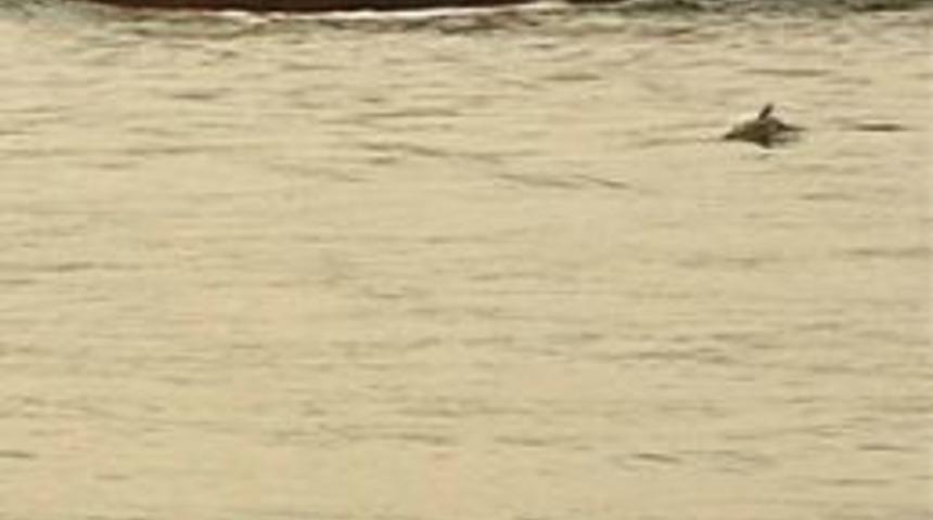 Boğaz'da yunus s&uuml;rprizi