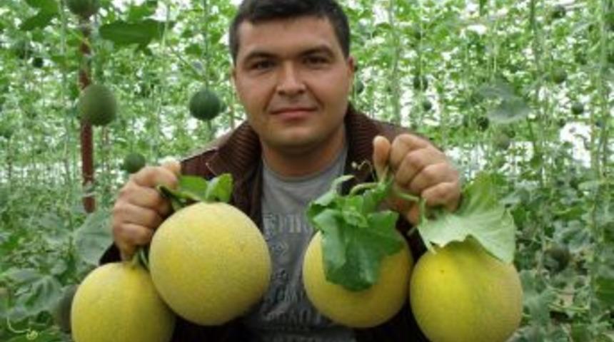 Kavun Hasadına Başlandı