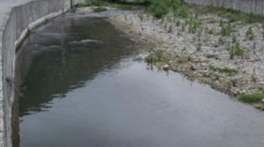 Canlı Balıklardaki İlgin&ccedil; Yaralar Korkutuyor