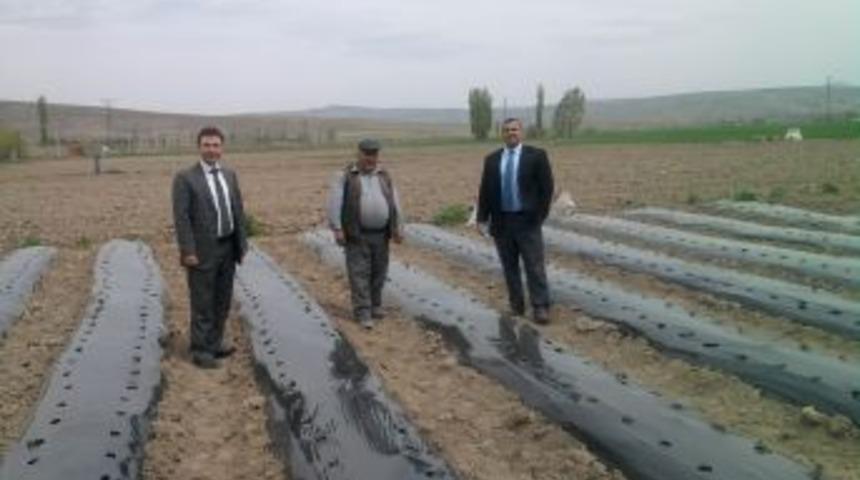 Şuhut'ta Yerli &Ccedil;ilek &Ccedil;alışmaları