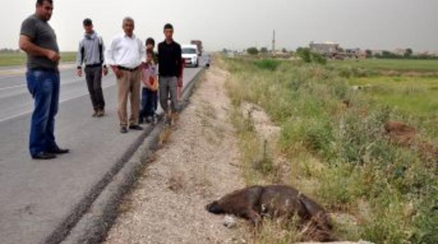 Nusaybin K&ouml;ylerinde Domuz Korkusu