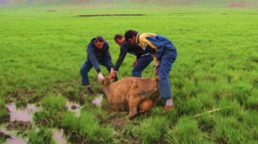 &Ccedil;amura Saplanan İnek Kurtarıldı