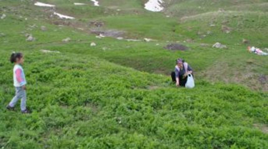 Anneler G&uuml;n&uuml;'nde 3 bin 700 rakımlı yaylada pancar topluyor